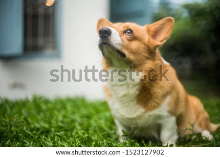 scared corgi dog in the lawn