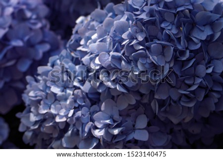A close-up picture of blue hydrangeas.