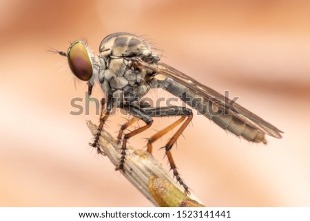 Macro shot of a robber fly.