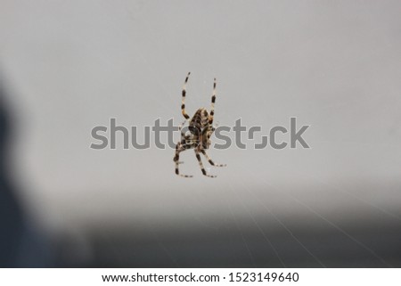 spider hanging from a web 