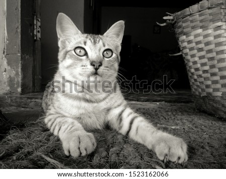 Cute baby cat in black and white colour