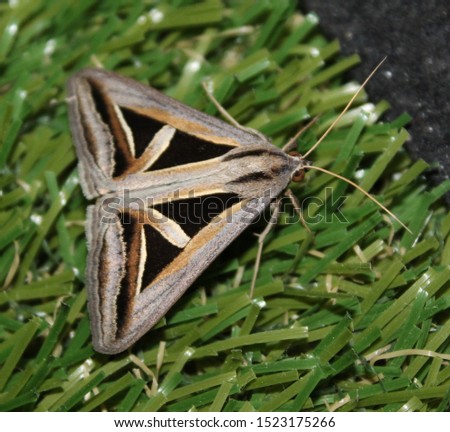 A close-up photograph of a Semi-looper Moth (Trigonodes hyppasia) in Brisbane, Australia. 