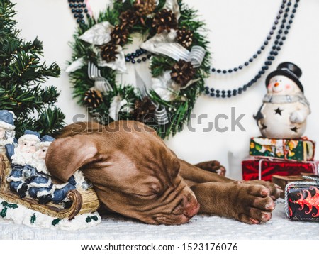 Pretty, tender puppy of chocolate color, Christmas decorations, carpet and box tied with a bow. Close-up. Studio photo. Concept of care, education, obedience training and raising of pets