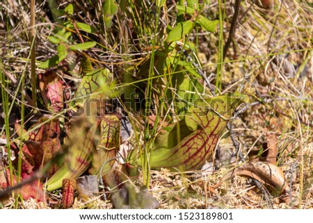 Carnivorous Pitcher plants in swamp of Algonquin Provincial Park