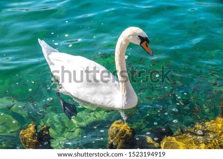 Mute Swan (Cygnus olor) in its natural habitat. Selective focus, close up, blurry background.