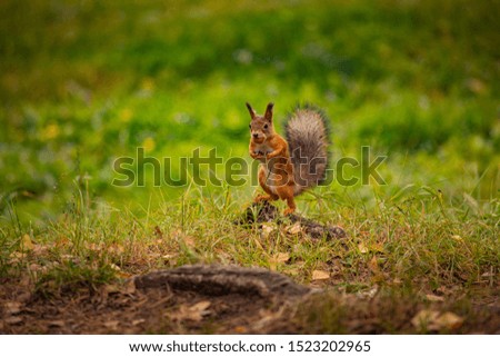 squirrel holds a nut in his mouth