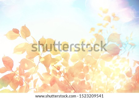 background yellow leaves abstract / seasonal view, falling leaves october background