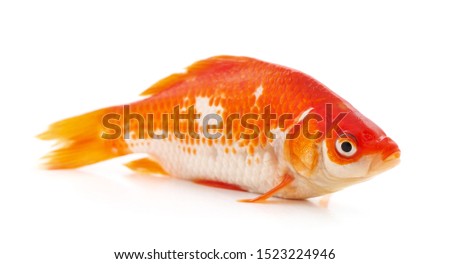 One goldfish isolated on a white background.