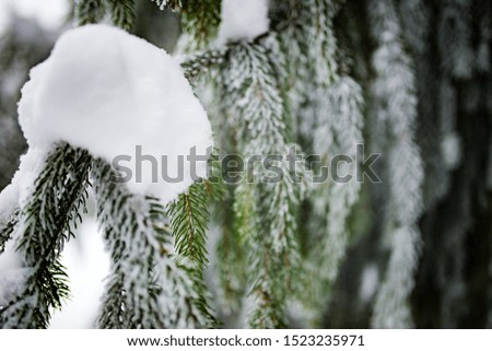Close-up of beautiful smooth snowy fir branches covered with snow in winter time. The concept of evergreen trees and Christmas. New year background