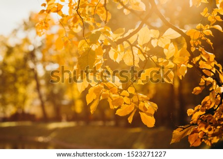October, autumn and yellow leaves