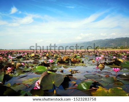 These flowers are very beautiful. They are named water lily