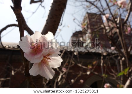 close up cherry blossom flower