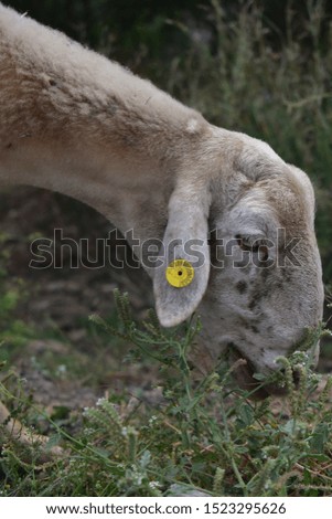 Picture of a goat eating in the forest. Perfectly focused.