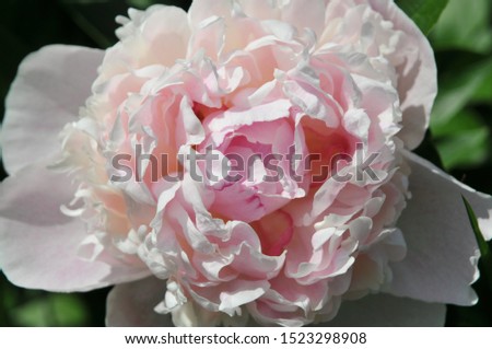 
pink peony in green 
grass