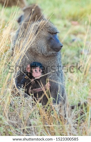 Two baboons, the mother and a baby, in the forest in Tanzania
