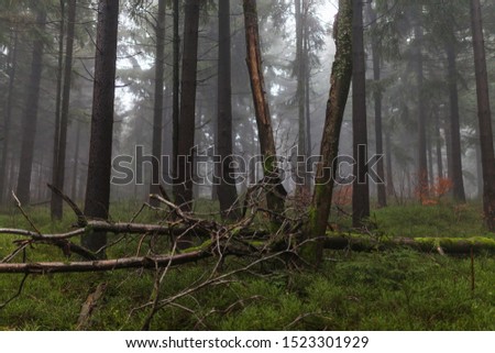 Dark misty forrest scene with dead trees shot on a foggy autumn morning. Trees with woodpecker den. Very moody, spooky and dark edit. 