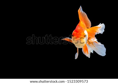 Goldfish oranda white with orange Black background scene