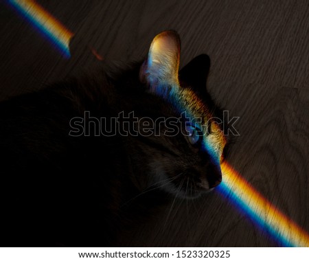 Siberian cat sitting on the floor, close-up, prism beam shines rainbow.