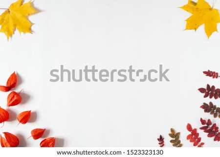 Autumn leaves and plants on the edge of the frame on a white background. Template for banner and seasonal sale. Flat lay, top view, copy space. Autumn, fall concept. 