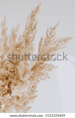 Beige reeds agains white wall. Beautiful background with neutral colors. Minimal, stylish, trend concept. Parisian vibes.  Royalty-Free Stock Photo #1523324609