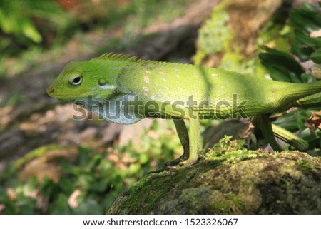 Close up single garden lizard