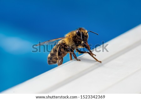 Macro picture of wet bee with blue swimming pool in blur background.