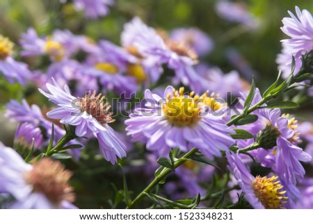 Purple flower with lots of pollen
