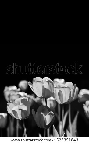 Tulips flowers on black background. Valentines day or greeting card template black and white floral design. copy space. selective focus