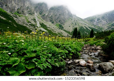 A small river in the valley of the High Tatras mountains with green plants and flowers            
