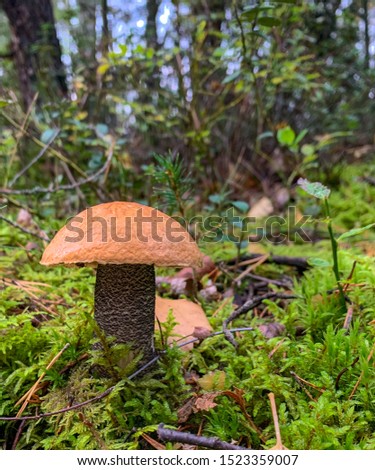 Swedish autumn mushroom pictured in the forest. Stockholm, Sweden