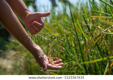 A part of hand and thumb up with raw product in paddy farm, with copy space. Farmer and agribusiness owner entrepreneur showing something to expression of positive  with symbols or background concept.