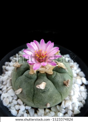 Lophophora williamsii var. jourdaniana is a clumping flattened cactus. Slowly forms small clumps up to 15cm in diameter.