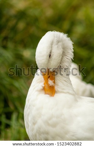 White duck on a autumn day