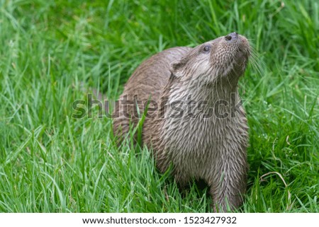 Portrait of a Eurasian otter  (lutra) in the grass