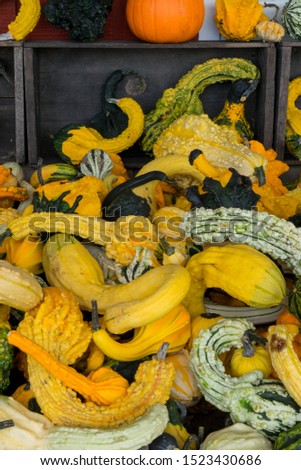 Pumpkins, gourds at a farm stand / farmer market.  Autumn harvest and seasonal background pictures for Halloween and Thanksgiving.