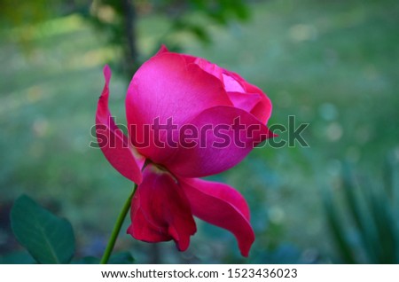 Blooming rose in the autumn garden, close-up, bokeh background, blurry petals, cloudy day, natural light