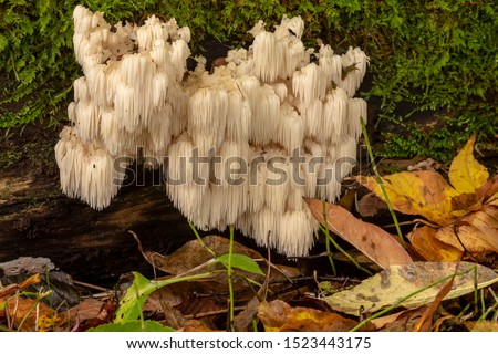  lion's mane  (Hericium erinaceus )also called  monkey head mushroom, bearded tooth mushroom, satyr's beard, bearded hedgehog mushroom, pom pom mushroom, or bearded tooth fungus Royalty-Free Stock Photo #1523443175