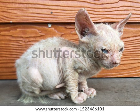 Homeless Asian kitten got a louse Dermatitis, Pour Thai cat had a Leprosy. selective focus