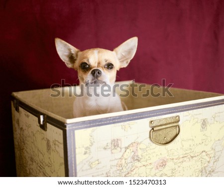 A chihuahua is going traveling
