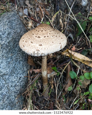 Picture of mushroom taken in Valtellina, Italy
