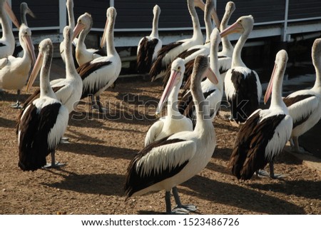 Pelican flock in Woy Woy