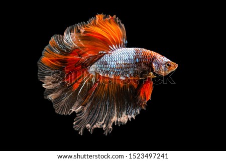 The moving moment beautiful of orange siamese betta fish or fancy betta splendens fighting fish in thailand on black background. Thailand called Pla-kad or half moon biting fish.