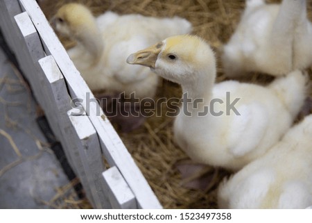 Beautiful ducks in the farm