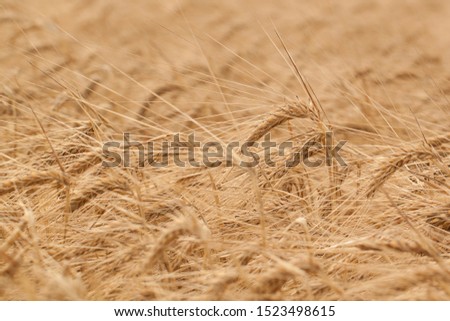 autumn field with ripened golden rye