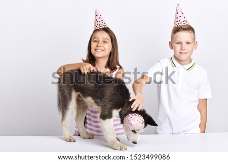 adorable dog sniffing while walking on the table, kids touching it, close up portrait, islated white background, studio shot
