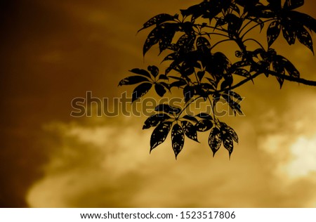 Silhouette tree leaves with sky background unique photo