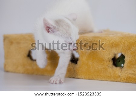 Little white kitten close-up. Pets. Snow white kitten. Decorative pets.