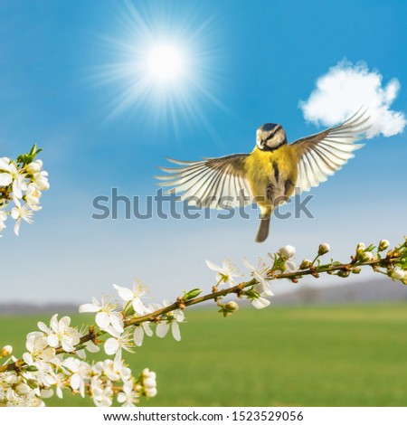 A blue tit lands on a branch of flowers and shows under the bright sun that spring is coming!
