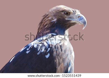 Spanish imperial eagle
or Aquila adalberti. Isolated over brown background