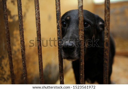 Animal abuse. Sad stray dog sitting behind bars in the aviary  Royalty-Free Stock Photo #1523561972